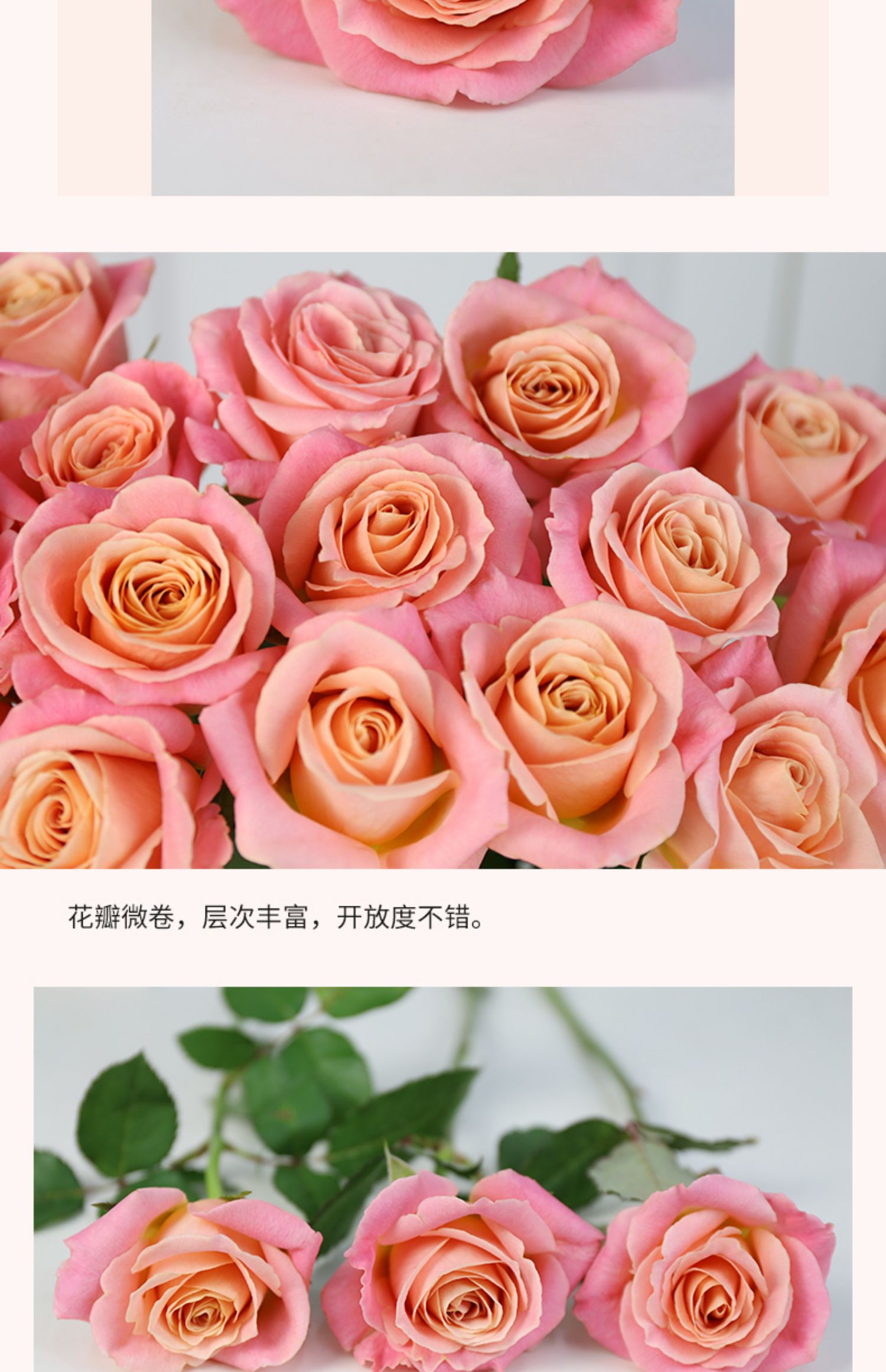 梦幻渐变色系 朱小姐玫瑰花鲜花云南直发 昆明基地直批水养鲜切花 朱
