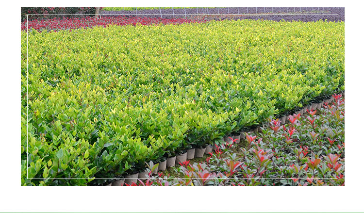 陆地金森女贞色块苗庭院园林四季常青绿化苗木金森女贞小苗 绿篱植物