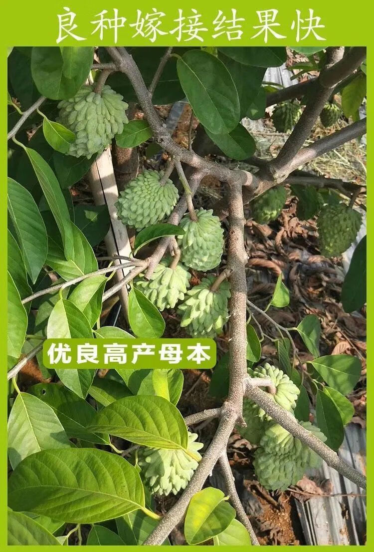 番荔枝苗嫁接當年結果南方北方種植盆栽果樹苗蜜紅釋迦果5670cm4年苗