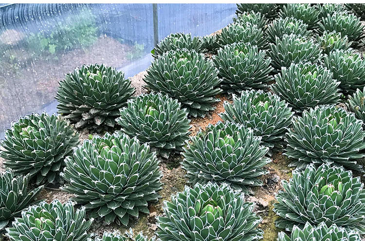 世之雪龙舌兰植物大型室内多肉植物盆栽稀有墨西哥龙舌兰屉笹之雪 笹