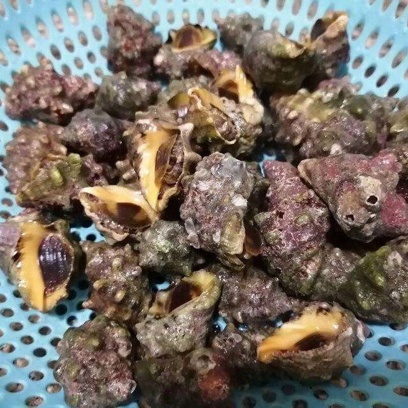 福建辣螺鲜活苦螺小海螺鲜活海鲜水产贝壳类新鲜活体海螺 乌蒙蕴色 3