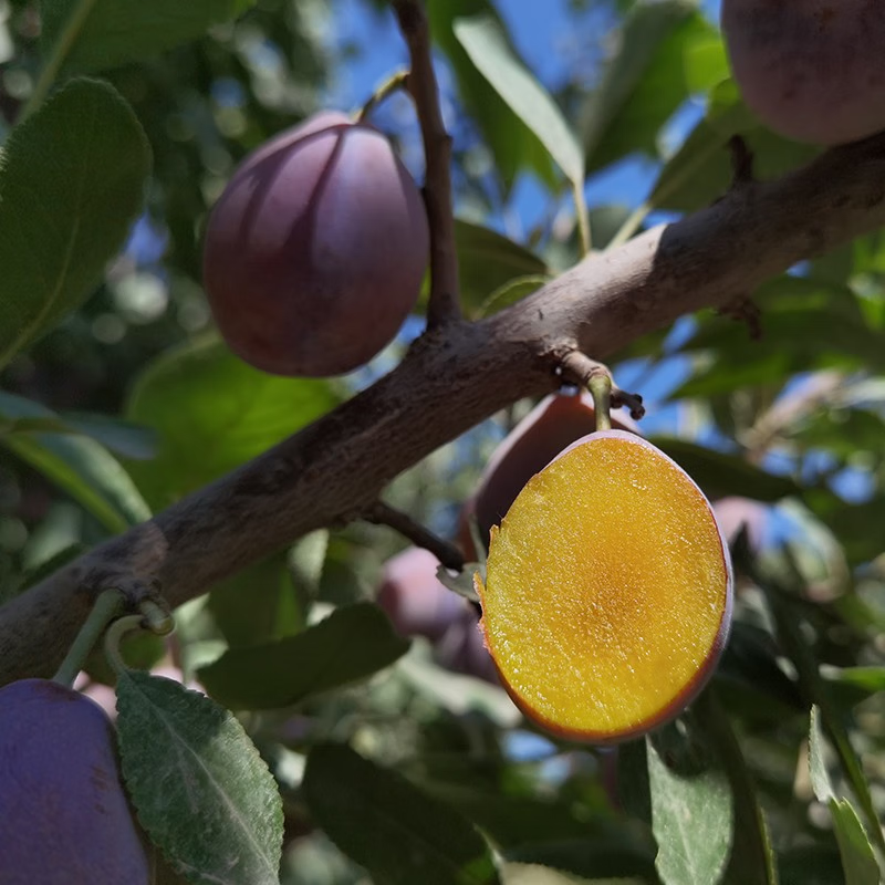 新疆西梅 红西梅李树苗 法兰西西梅苗嫁接李子苗南方北方种植果树 6年