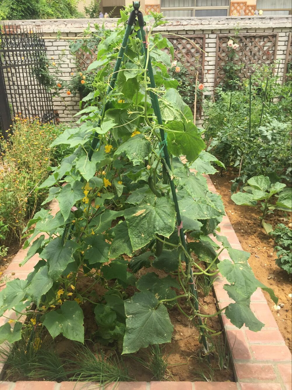 露台番茄豆角苦瓜黄瓜爬藤架草莓葡萄架花园花盆蔬菜种植支撑架 11mm