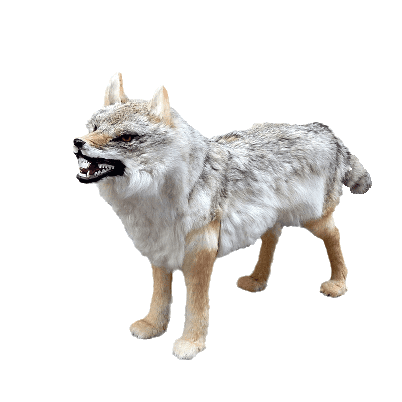 定制仿真野生动物模型大型仿真狼标本1比1皮野狼影视假狼道具摆件狼
