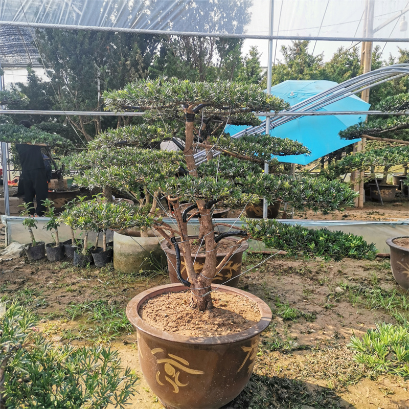 罗汉松造型树迎客松别墅庭院地栽盆景四季常青耐热盆景造型大不含盆