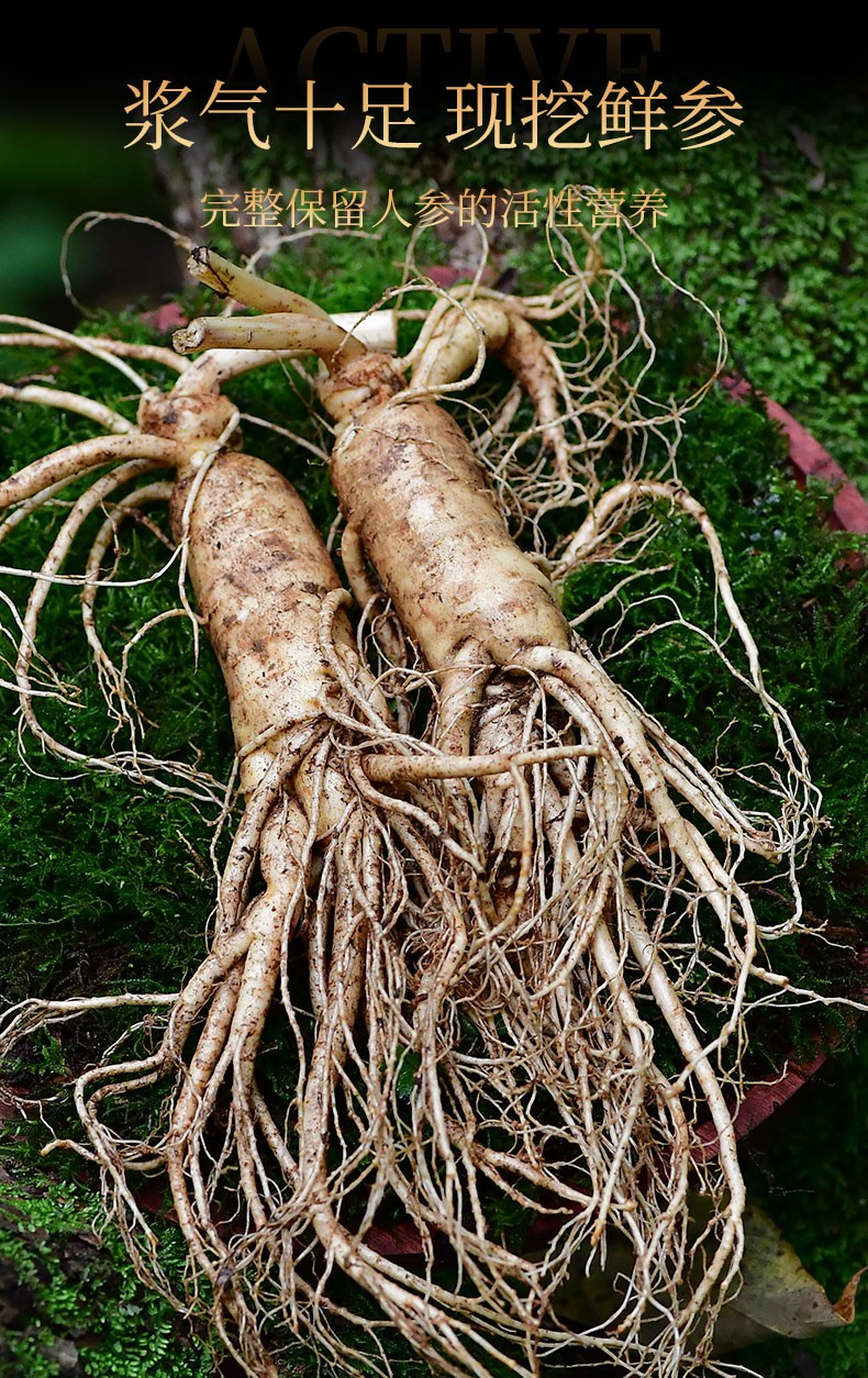 【官方旗舰】500g东北人参长白山新鲜野山邮泡酒林下鲜参【优选】 六