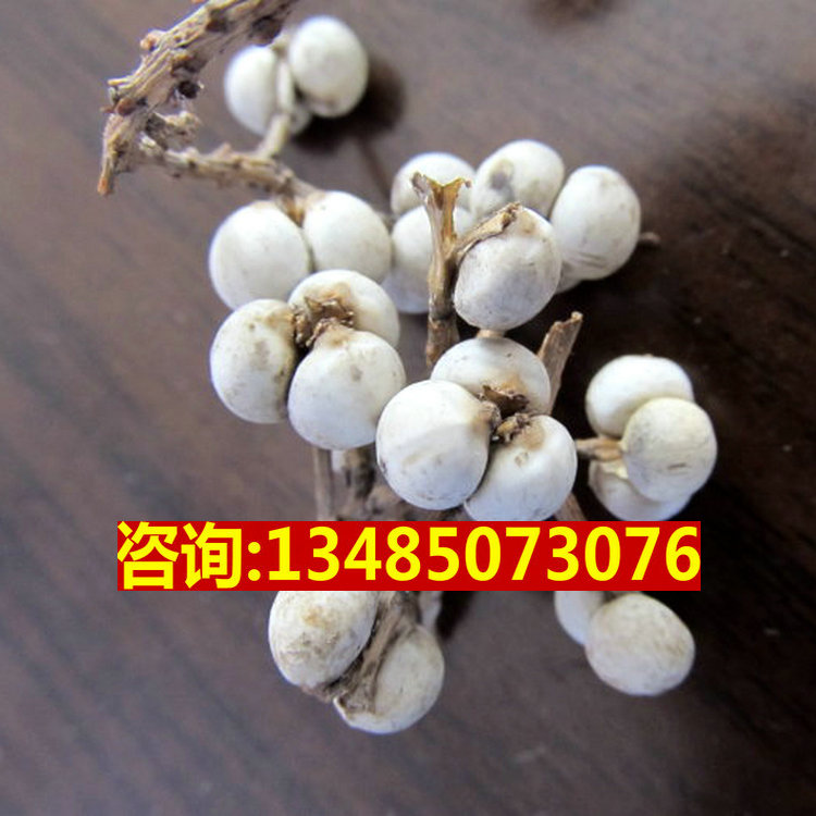 乌桕种子乌桕树种子桕子树乌桕子木子树木油树山乌桕树种子qcdd 乌桕5