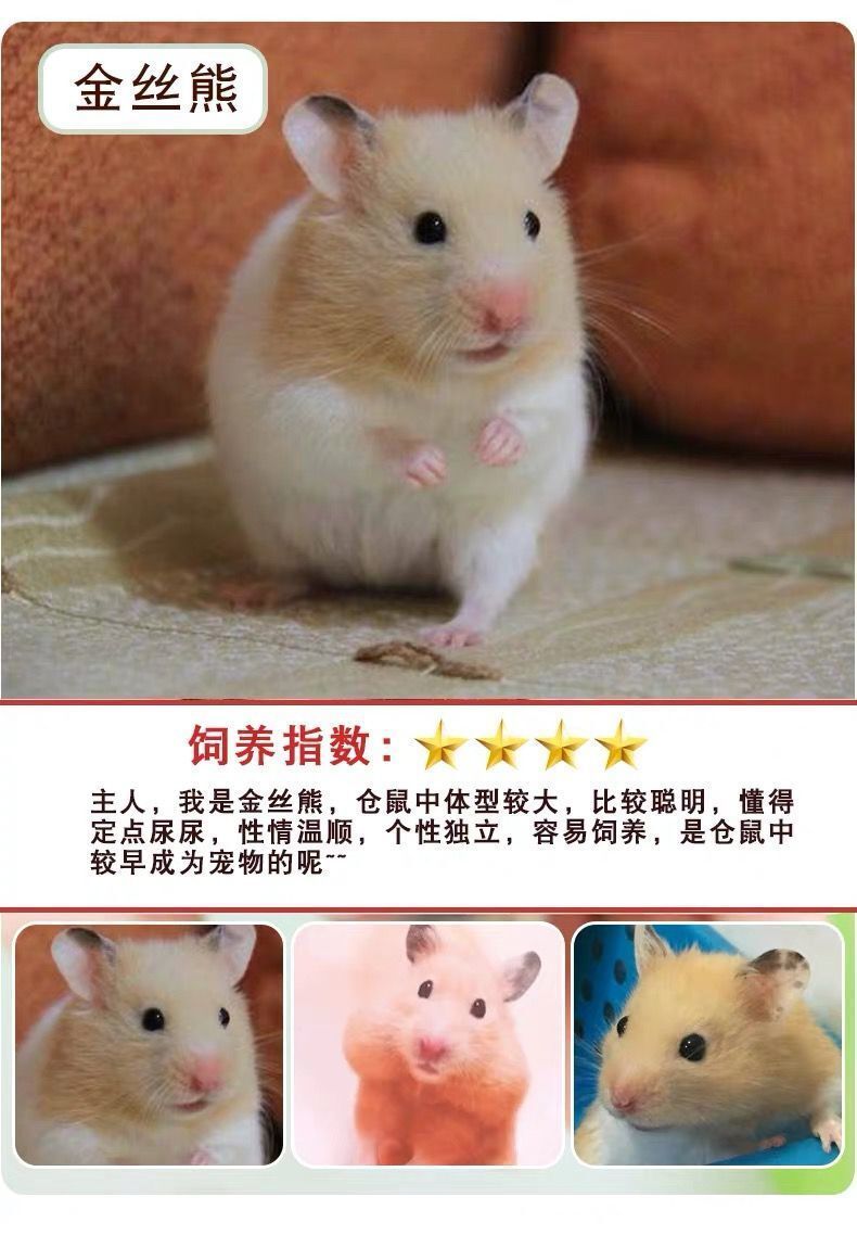 金丝熊一对小仓鼠活体宠物萌宠眼圈虎纹奶牛熊小宠情侣鼠活物 金丝熊