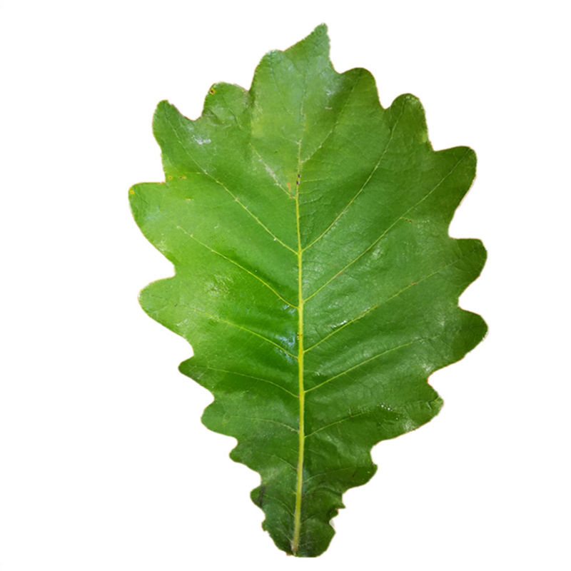 有仁堂粽叶晒干菠萝叶河南纯槲叶大粽子叶菠萝叶槲叶粽1件大竹叶200片