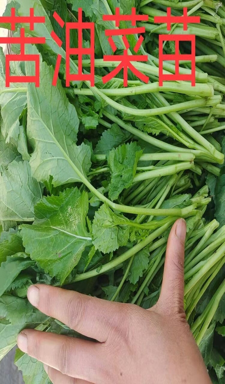 媚调 油菜苔 贵州苦油菜苔 油菜苗冲鼻菜 酸菜 冲菜新鲜现摘 保鲜发货