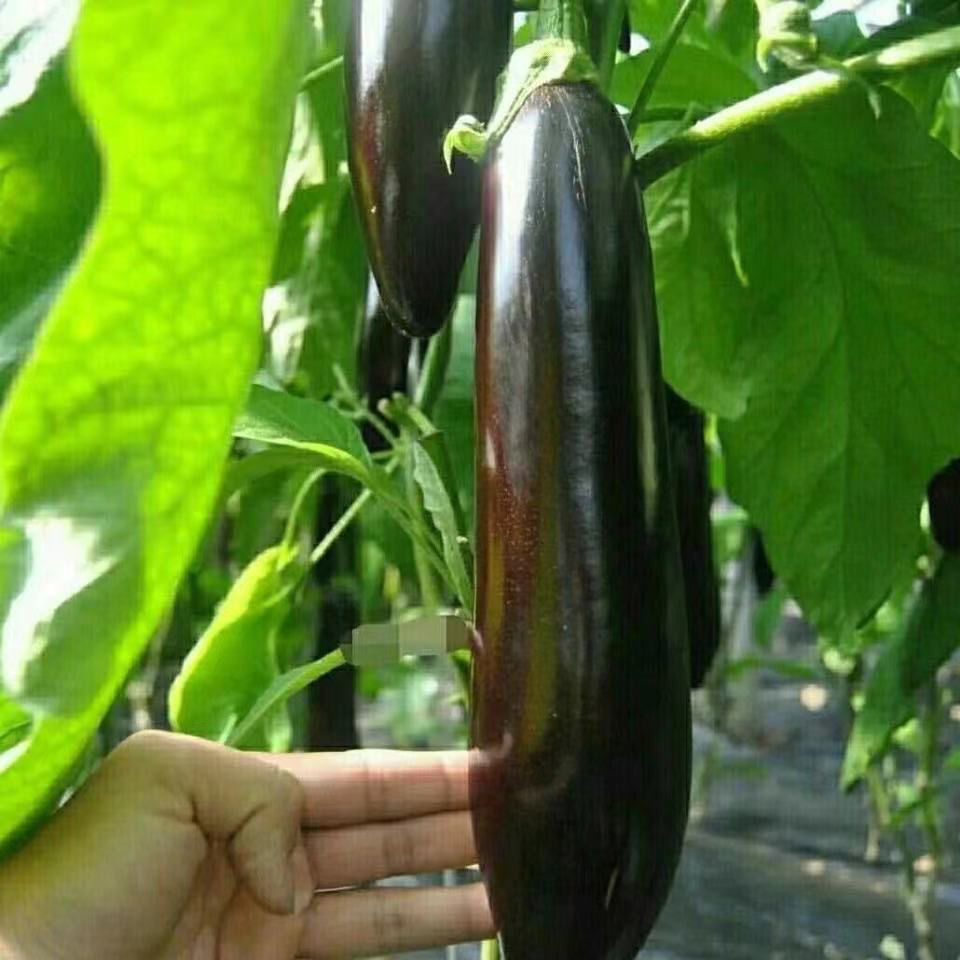 新鲜长茄子不会打狙茄子农家自种长线大茄子黑嫩现摘蔬菜长茄优质4斤