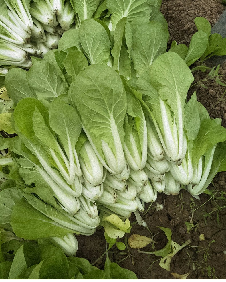 油菜種子矮腳上海青梗菜肉厚春季播種高產小白菜綠葉快菜冬季壽光蔬菜