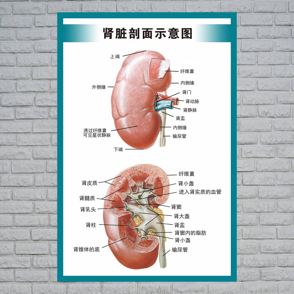 人體解剖結構示意圖人體內臟解剖示意圖醫學宣傳掛圖人體器官心臟結構