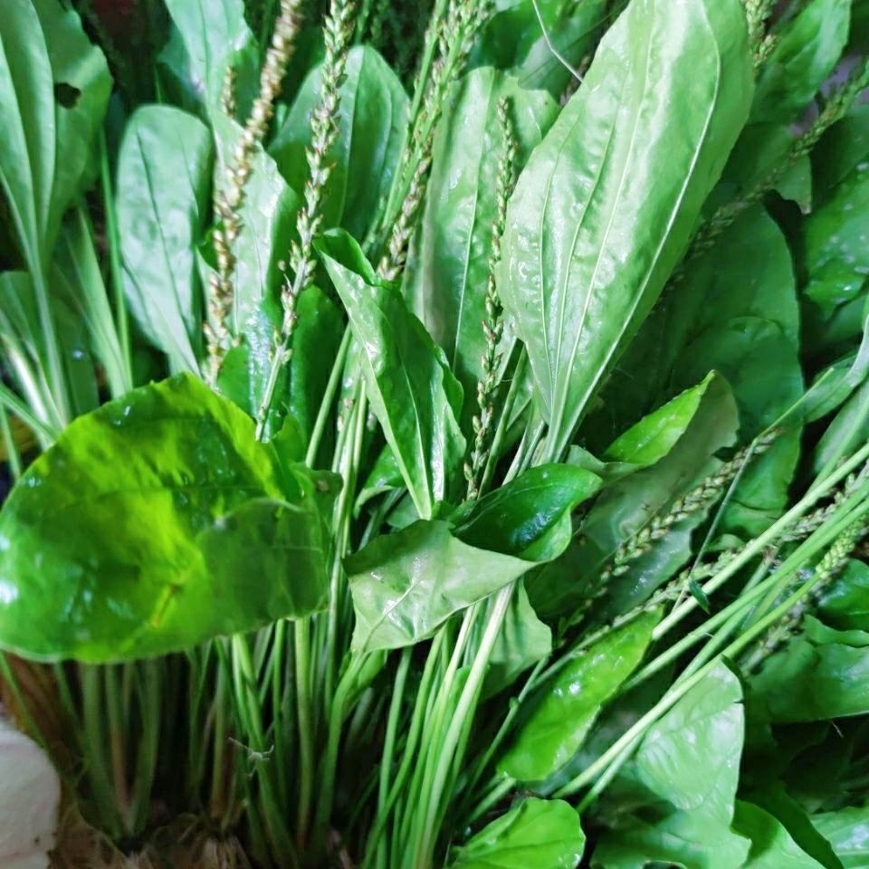 车前草新鲜全草500g平车前野生中草药泡茶上山现挖发货带根 新鲜车前