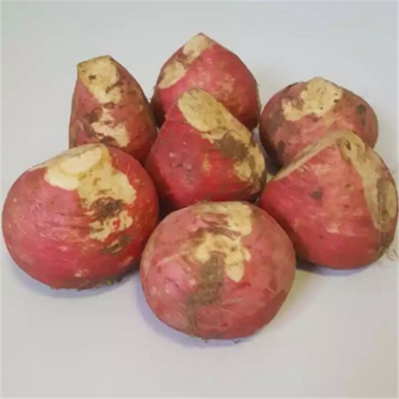 现货新鲜蔓菁蔬菜山东特产辣菜芥菜疙瘩煲粥食用现挖现发货5斤2500g