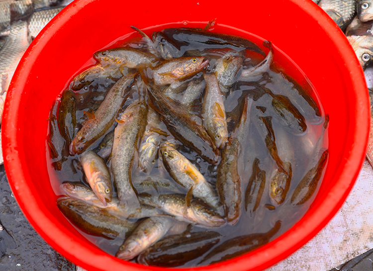 老頭魚黑龍江特產淡水魚大頭魚東北鮮活河魚新鮮山胖頭食用小雜魚小號