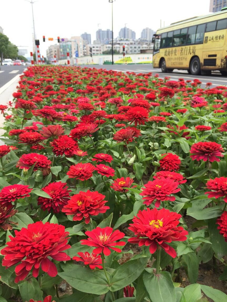 花卉种百日草波斯菊野花组合景观绿化花草籽四季播种易活包发芽混色