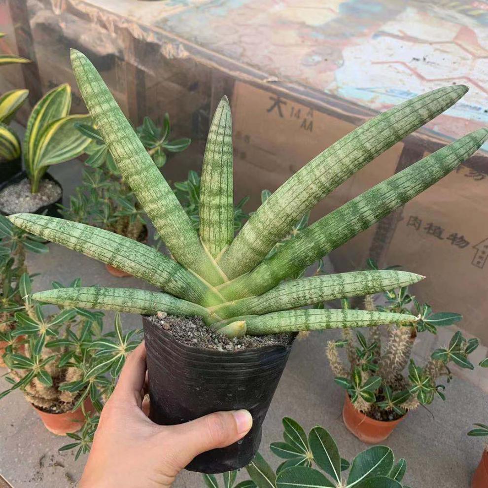佛手佛前香棒叶虎尾兰虎皮兰绿植仙人球仙人掌多肉植物佛前香虎皮兰高