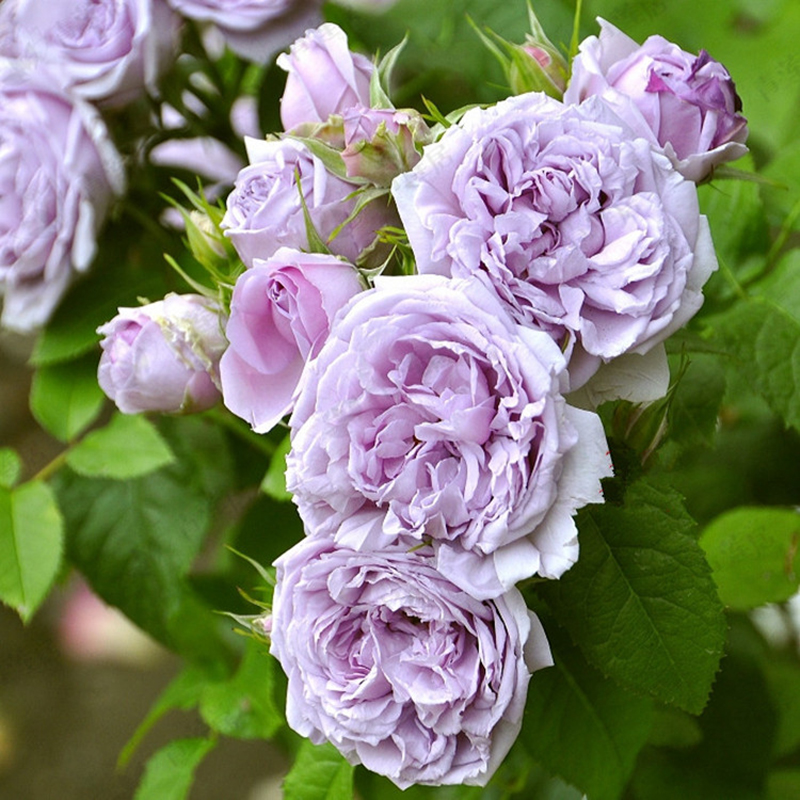 蓝色晴空月季花苗特大花室内开花浓香盆栽地栽蔷薇花苗爬藤四季可种植