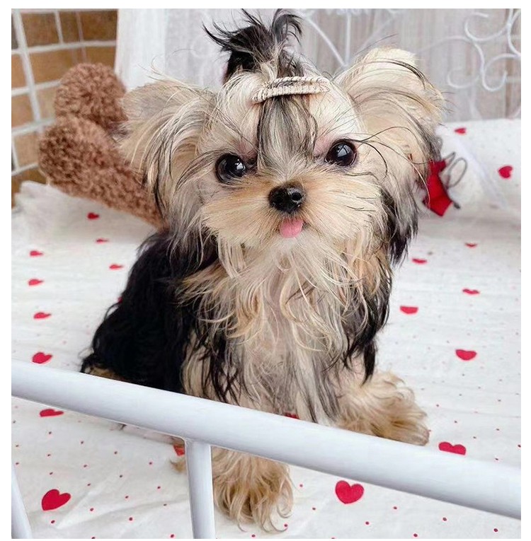 30天健康保障精品约克夏犬幼犬活体纯种宠物狗狗约克夏活体幼崽幼犬