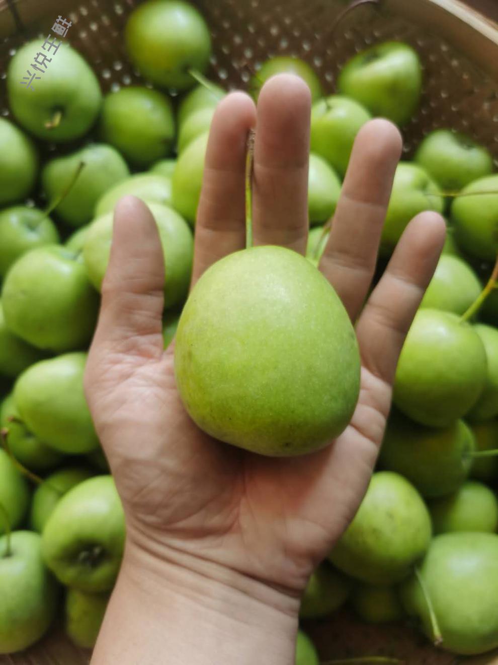 【现货速发】广西青皮山楂大肉山楂 农家当季水果5斤 酸山楂孕妇新鲜