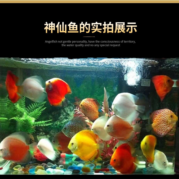 【jd推荐】神仙鱼七彩神仙鱼热带鱼秘鲁神仙中型热带鱼观赏水族活体