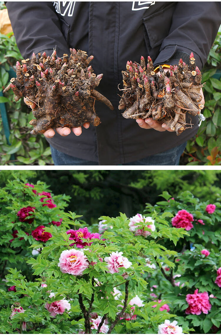 轻奢芊阙【】带芽发货精品重瓣大花芍药牡丹花苗根块盆栽地栽耐寒 6号