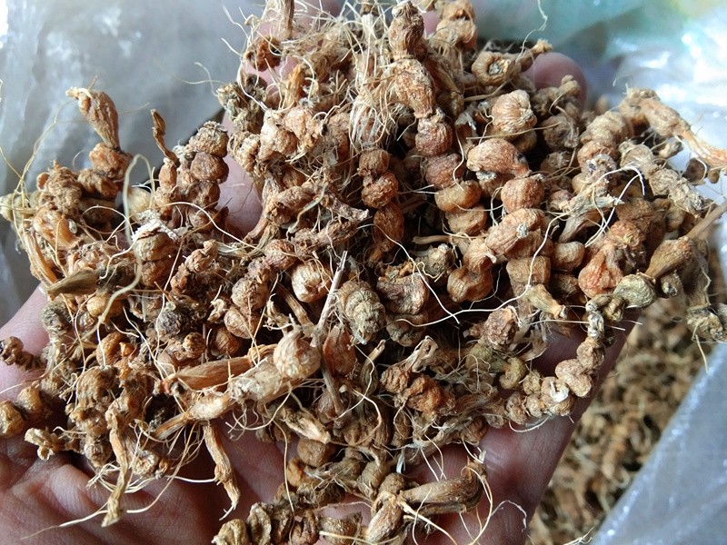 优选伟博官方旗舰九籽连环草干货贵州中草药材算盘子银珠草珍珠三七