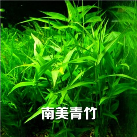 水族箱鱼缸印度竹节草中后景南美水竹青竹水草缸新手水草阴性一盆十支