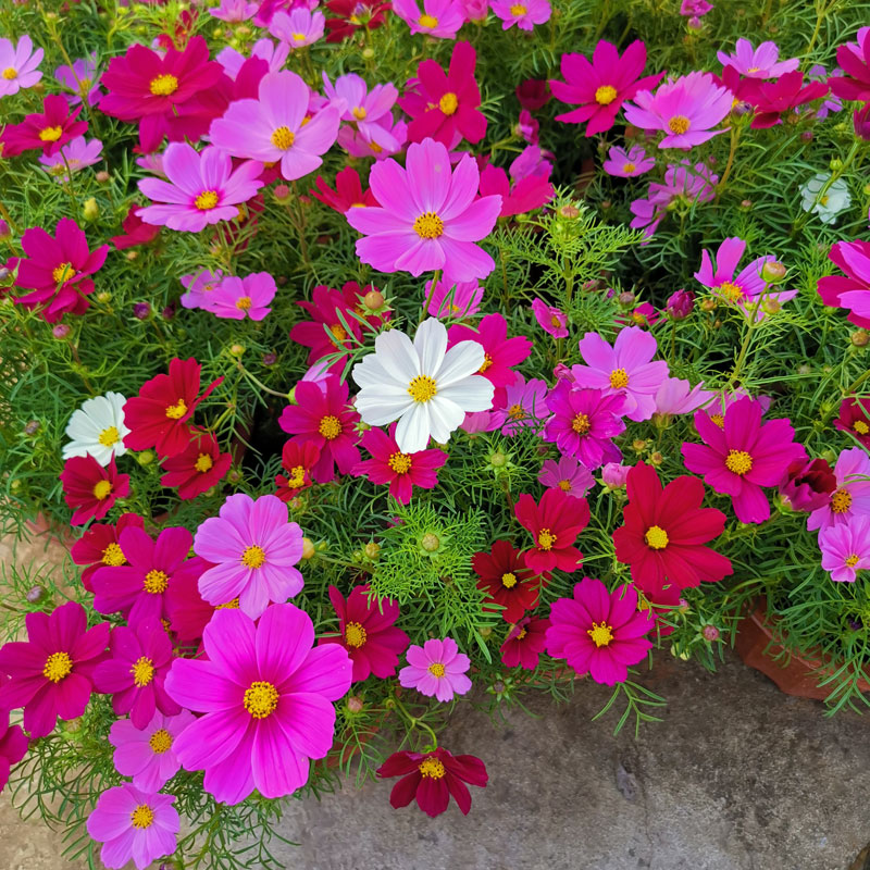 格桑花苞四季阳台庭院花园观赏花卉菊花苗空气 套餐:2盆混色波斯菊【1
