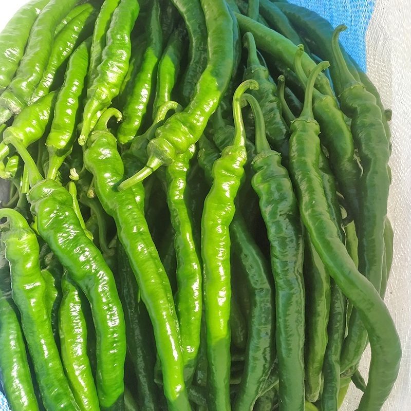 现摘新鲜线椒二荆条辣椒薄皮中辣广西农家种植蔬菜长尖椒新鲜香辣长