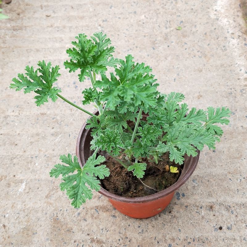 侬律 驱蚊草盆栽香叶天竺葵防蚊虫植物 室内灭虫草 蚊子香 草驱蚊子