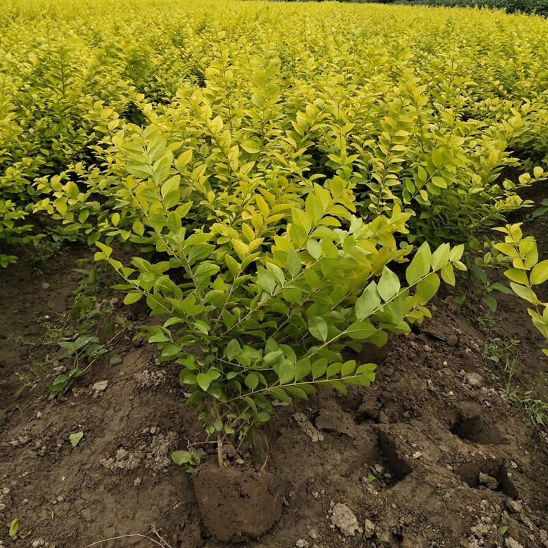 侬律金叶女贞树苗基地直销金叶女贞球绿篱围墙色块金叶女贞苗绿化苗木