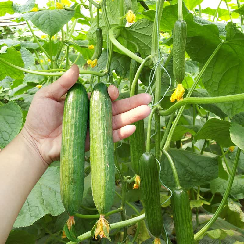 水果小黄瓜种子欧洲贝德荷兰无刺高产早春秋四季越冬蔬菜种籽苗秧黄