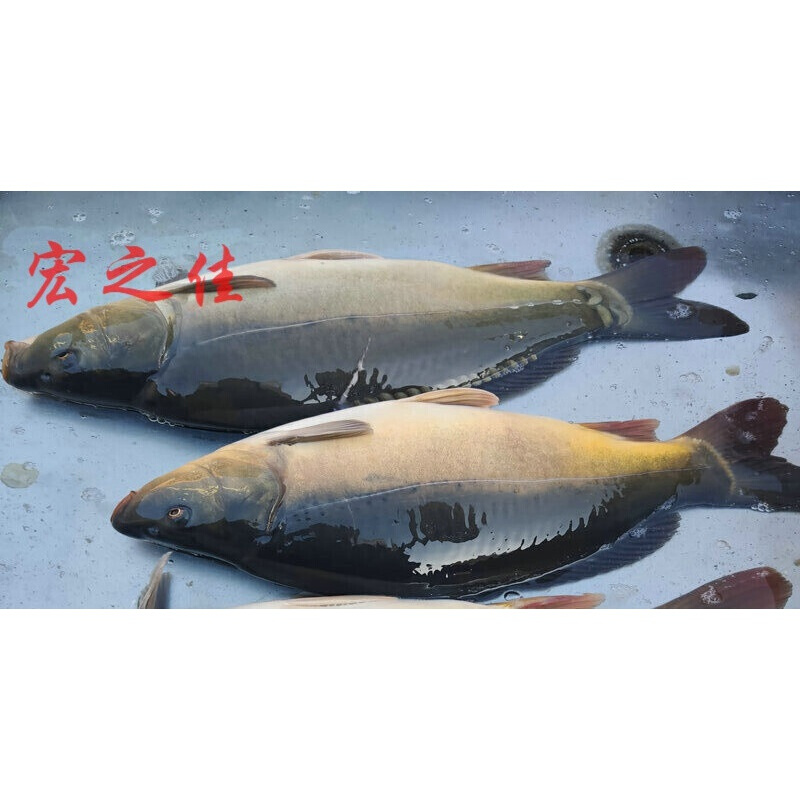 东北三道鳞鱼黑龙江三道鳞鱼免收拾食用淡水鱼东北鱼三斤多年货