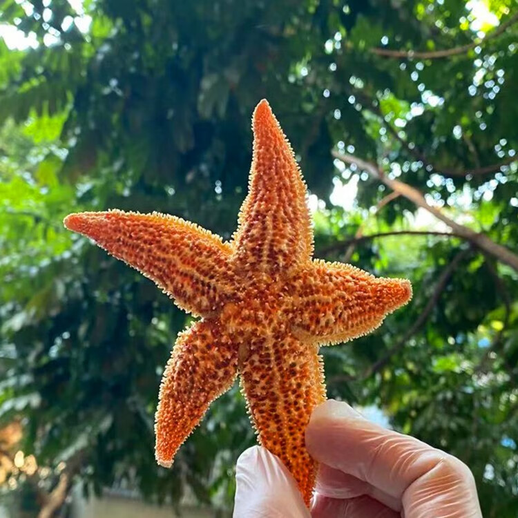 优选伟博官方旗舰野生大海星干货食用泡酒煲汤海产250g图片色