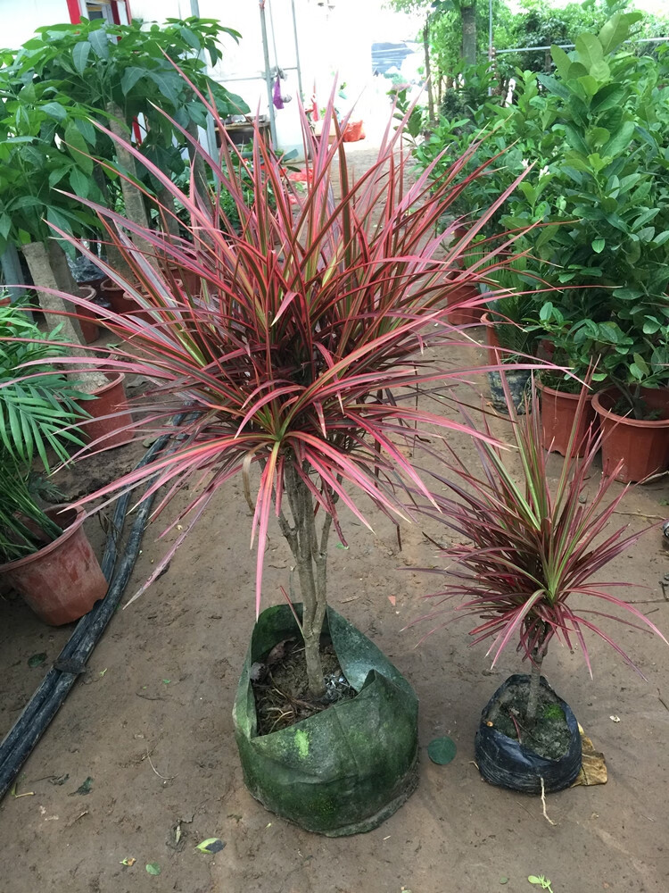 五彩千年木盆栽 三色龙血树 七彩铁红竹观叶植物 吸甲醛苯 90-1.