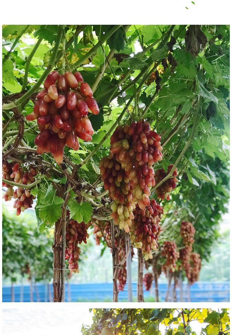 菜友葡萄苗巨峰葡萄树苖盆栽带土带叶爬藤嫁接南北方种小蜜蜂葡萄树苖