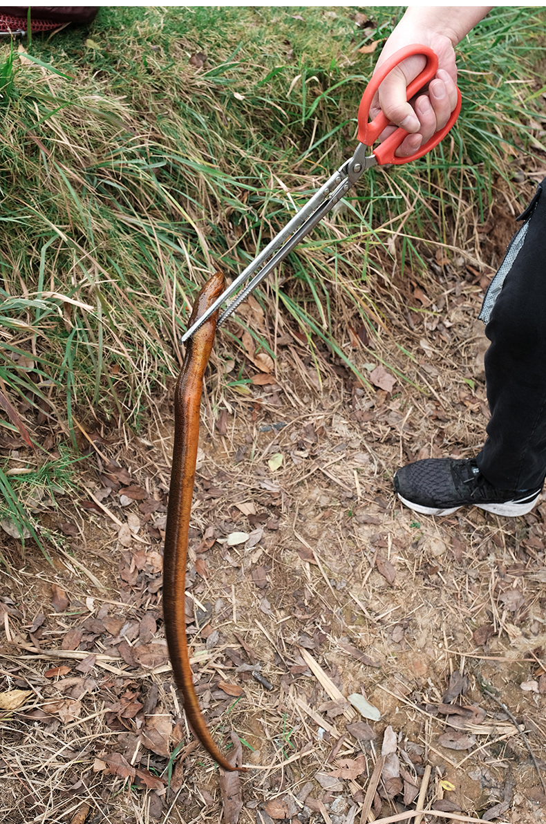 黄鳝夹子加长防滑龙虾钳黄鳝夹螃蟹泥鳅钳子控鱼器鳝鱼夹渔具用品