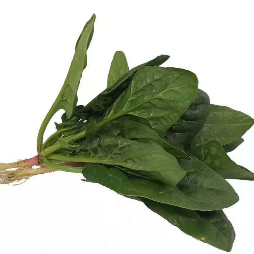 新鲜菠菜大叶红根矮杆菠菜新鲜蔬菜农家自种火锅菜现摘现发 1斤露天