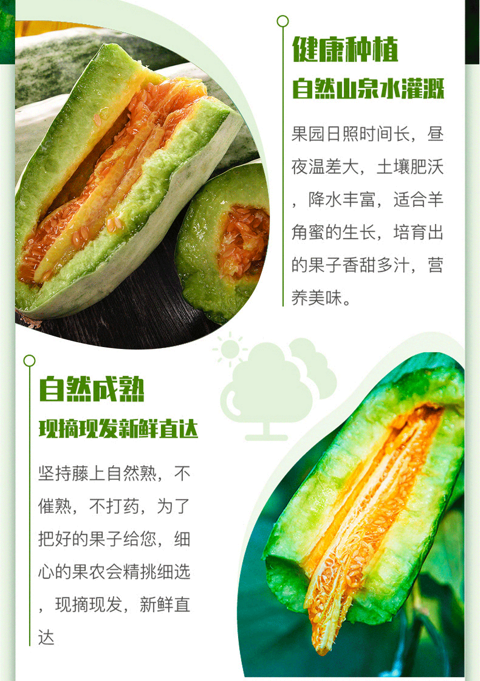 顺丰山东特产羊角蜜甜瓜水果新鲜现货5斤羊角蜜瓜果新鲜水果生鲜脆甜