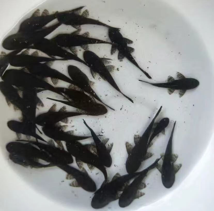 ajaj鱼场直销清道夫鱼苗金鱼鱼冷热水鱼草缸鱼缸清洁工藻类垃圾残饲料