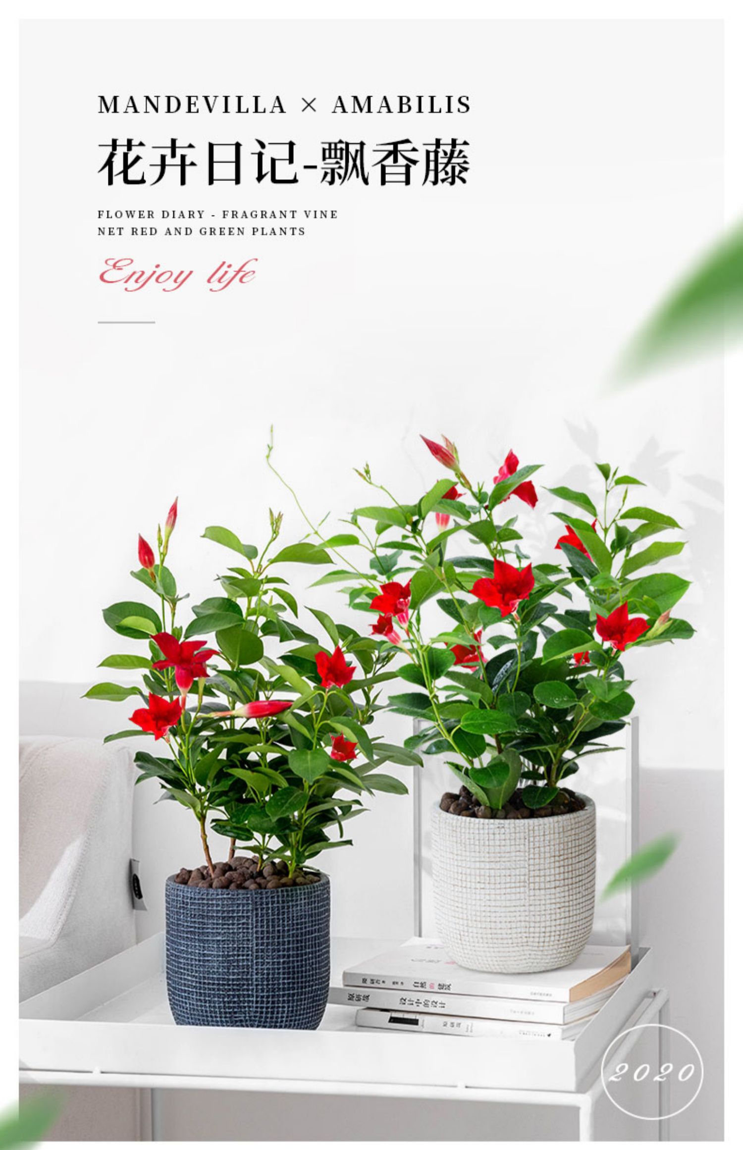 万里飘香藤带花苞四季开花盆栽双喜藤爬墙花卉植物室内客厅好养活