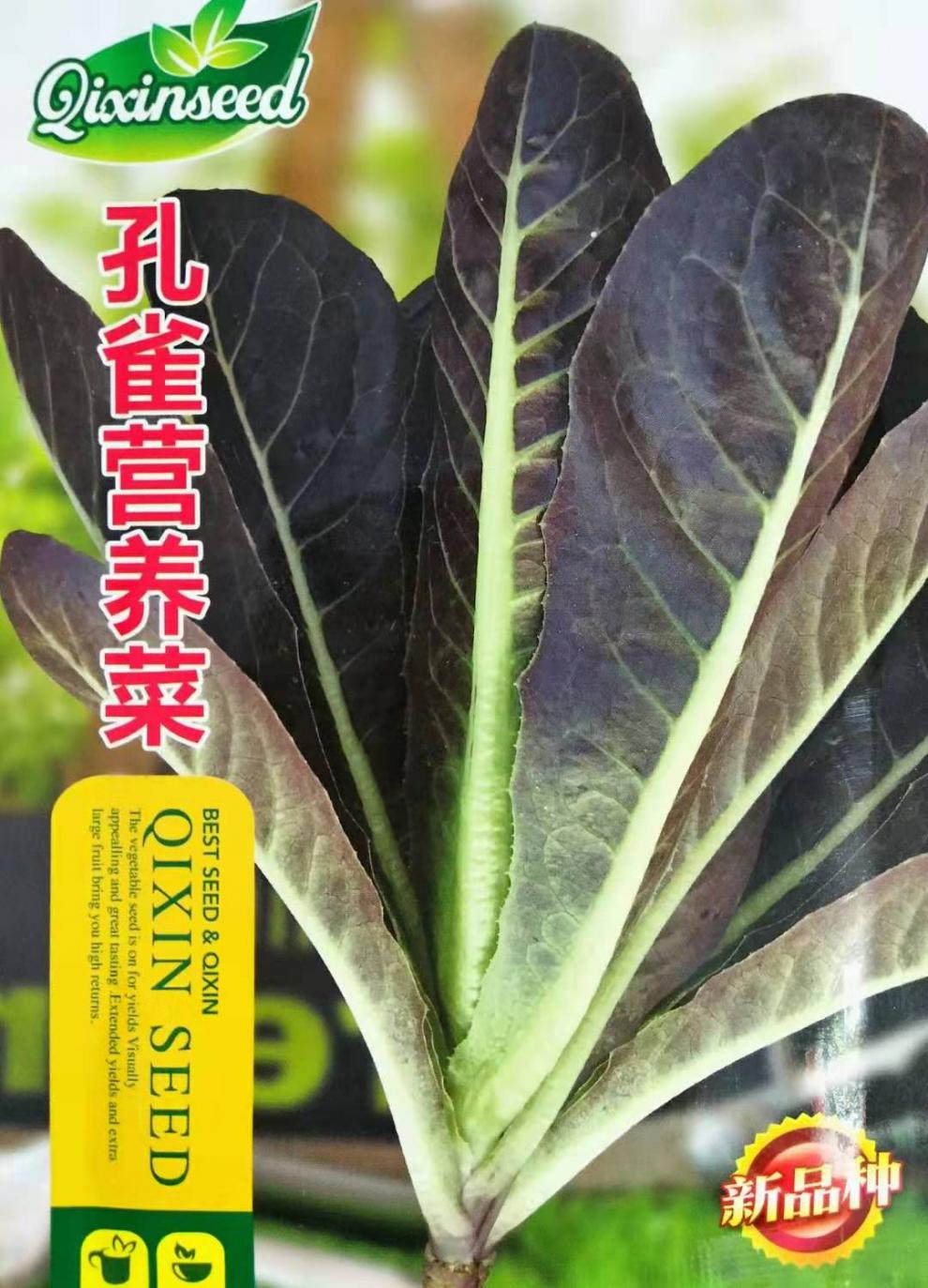 营养生菜孔雀菜种子直立包心罗马寿司菜孔雀菜鲜嫩易种植蔬菜种籽孔雀