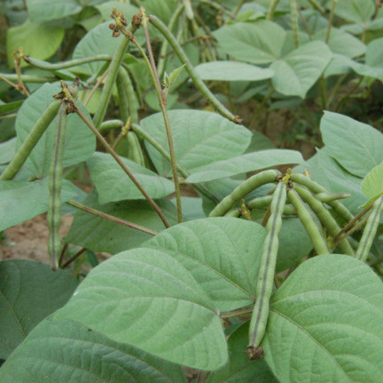 红豆植株图片