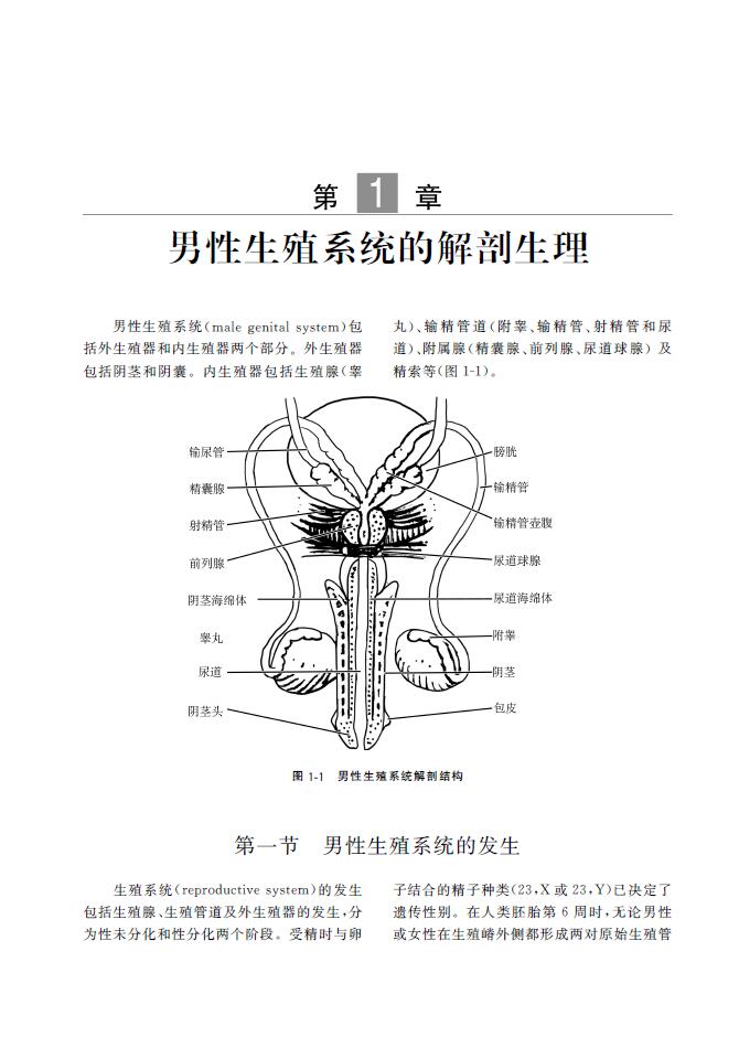 男科学第2版临床检查与诊断功能障碍性医学育症节育生殖系内分泌疾病