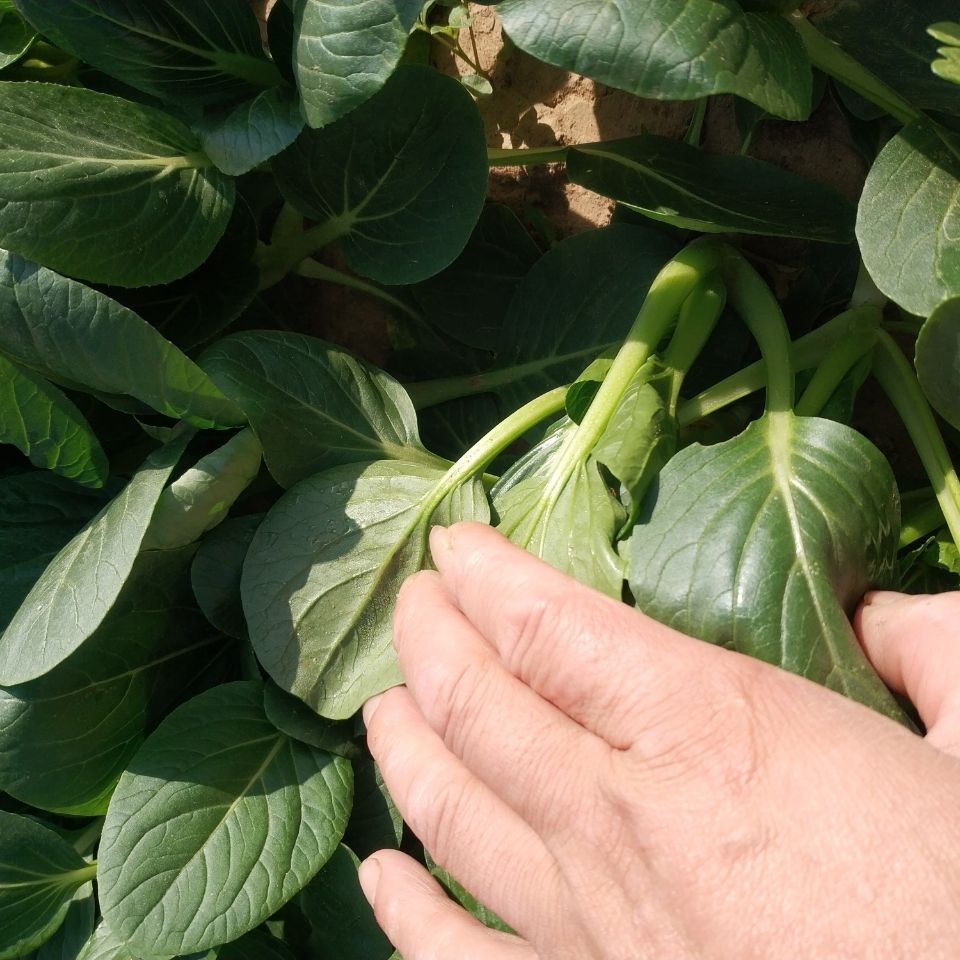 湖北清甜可口農家小白菜新鮮大蒜露天生長霜後上海青小白菜 5斤(小