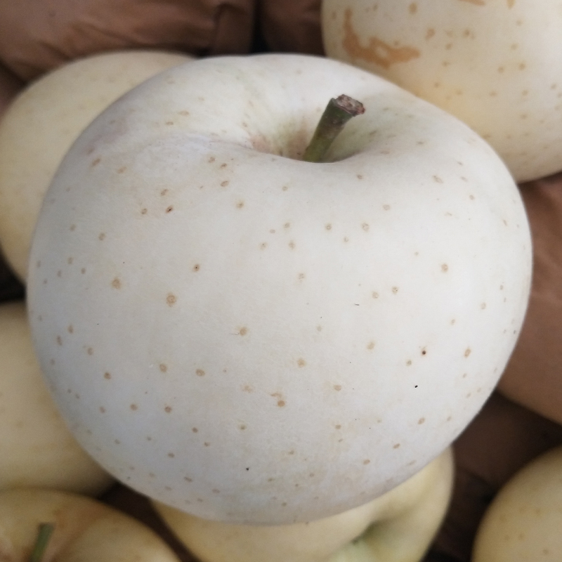 苹果王林5斤新鲜水果黄牛奶果农家自产白苹果奶油应季鲜果玉林苹果