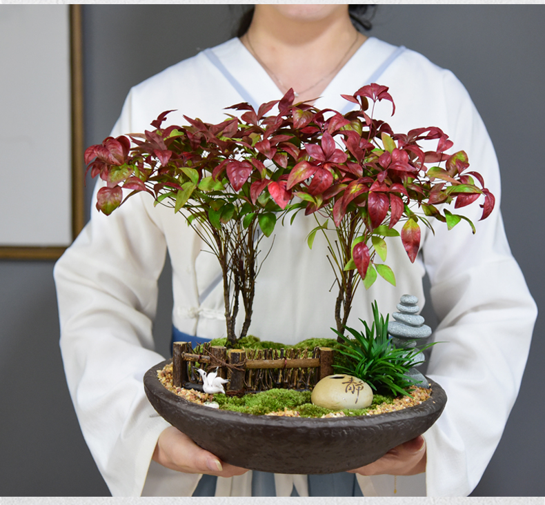 园艺火焰南天竹盆栽庭院阳台盆景室内植物四季观叶红叶绿植净化空气