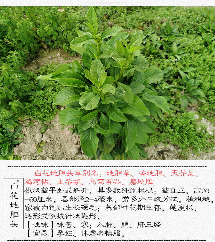 新鲜野生白花地胆头草500克【图片 价格 品牌 报价】-京东